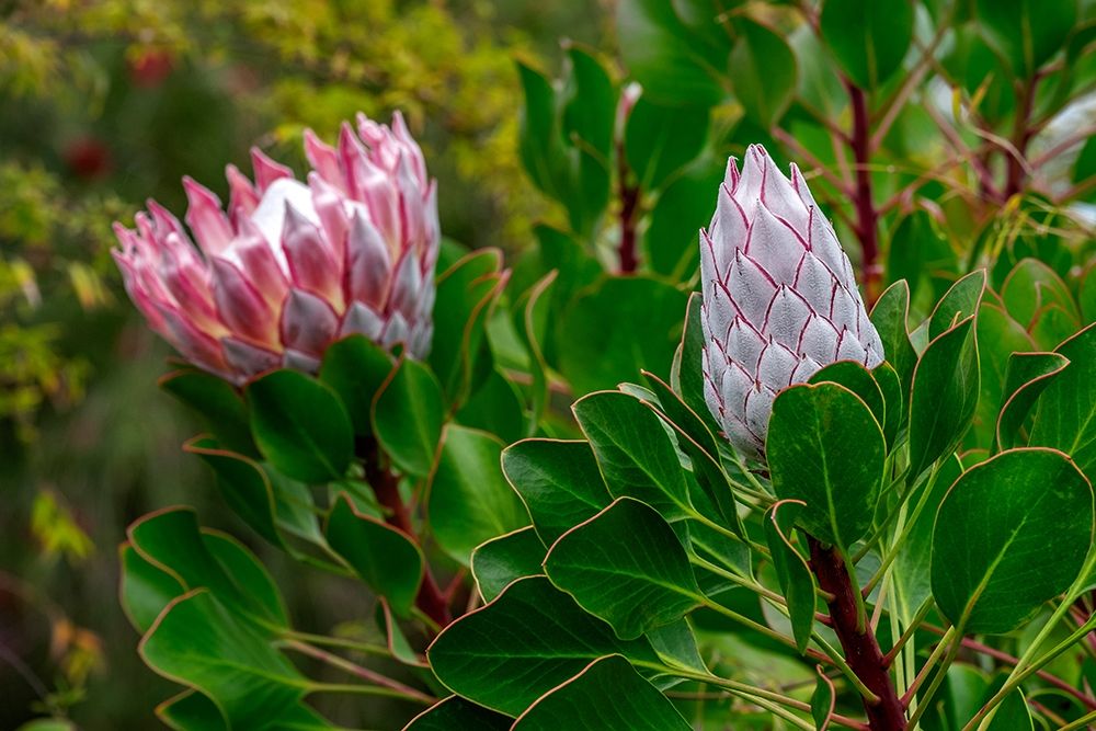 King Protea flower